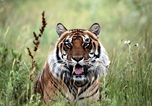不同時辰出生的屬虎人的動物性格
