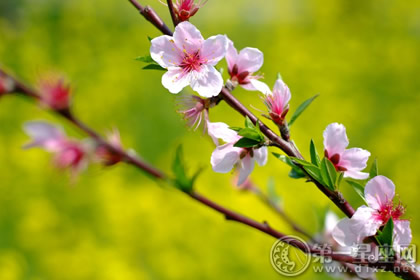 男生寢室養什麽花能旺桃花運