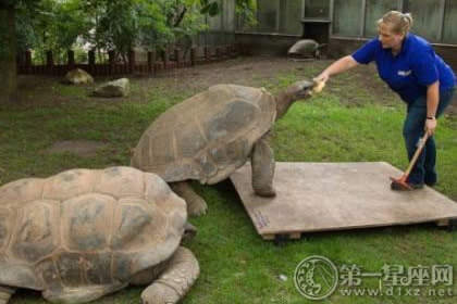 開運化煞 養龜有什麽風水講究